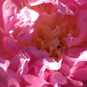 Meet your Posher, Antoinette